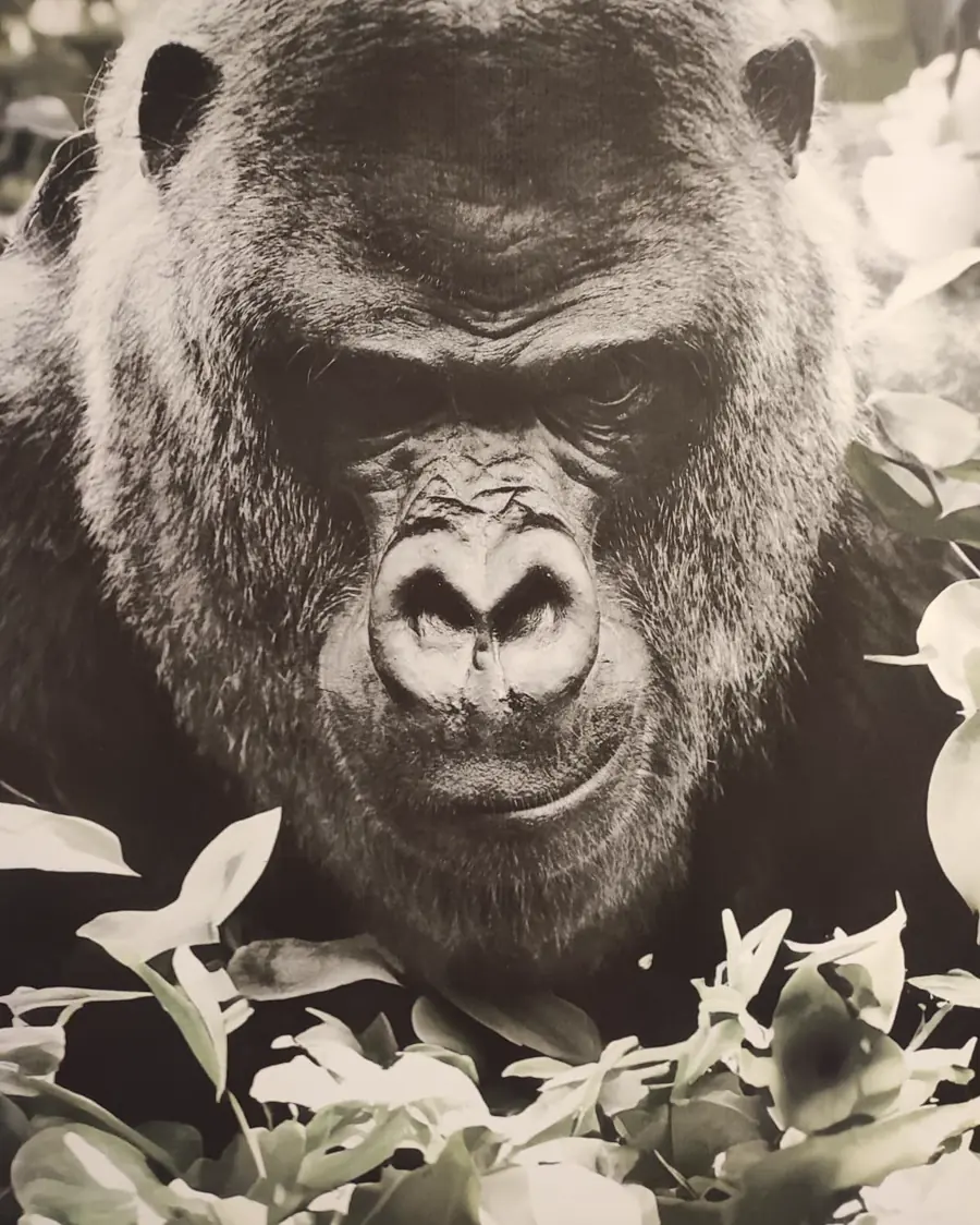 Großformatiger Schwarzweißdruck: ein Gorilla blickt aus dichtem Blattwerk in die Kamera.