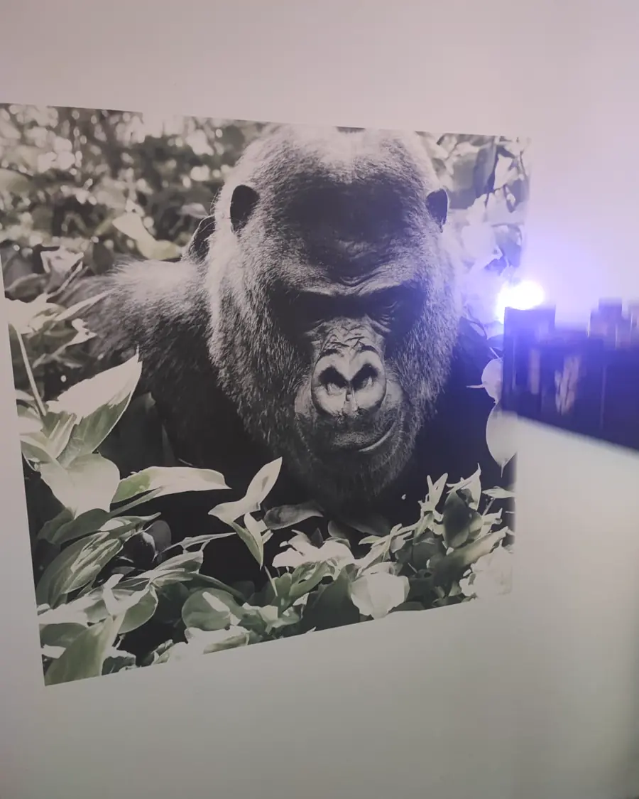 Gorilla-Druck während der Ausführung: rechts steht der Druckkopf mit leuchtender Trocknerlampe an der noch unbedruckten Wand.